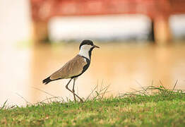 Spur-winged Lapwing