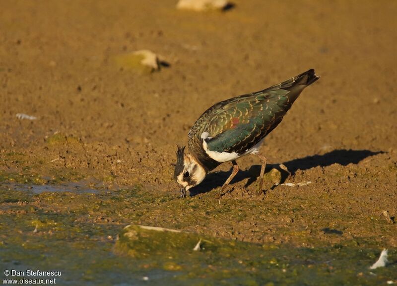 Northern Lapwing, eats