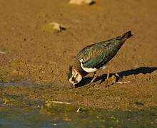 Northern Lapwing