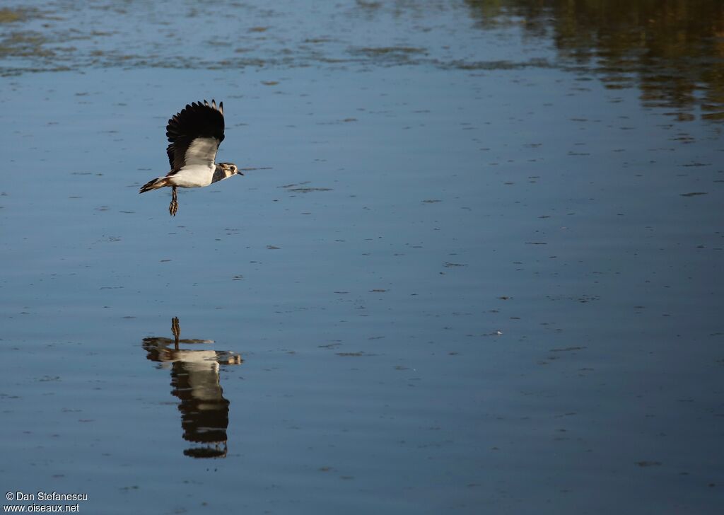 Northern Lapwing, Flight