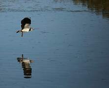 Northern Lapwing