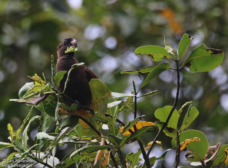 Seychelles Black Parrotadult, eats