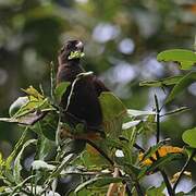 Seychelles Black Parrot