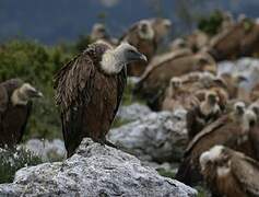 Griffon Vulture