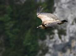 Griffon Vulture