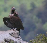 Cinereous Vulture