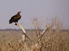 Lappet-faced Vulture