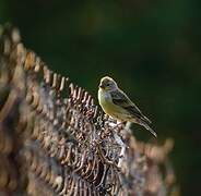 Corsican Finch