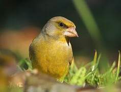 European Greenfinch