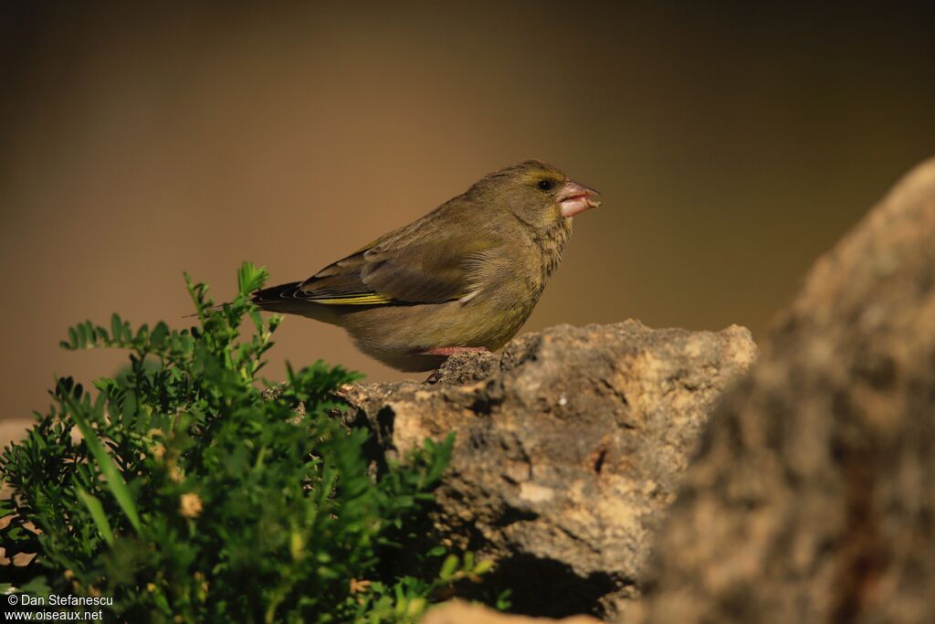 European Greenfinch female adult