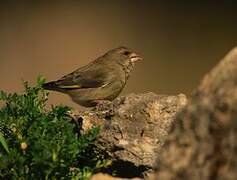 European Greenfinch