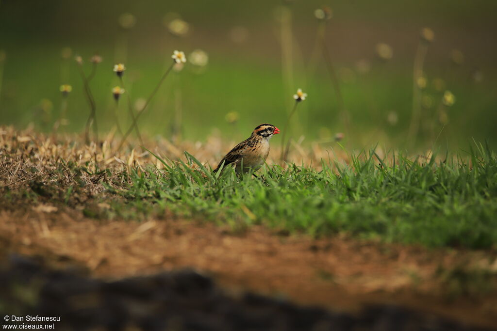 Pin-tailed Whydahadult post breeding