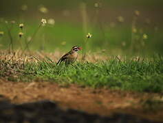 Pin-tailed Whydah