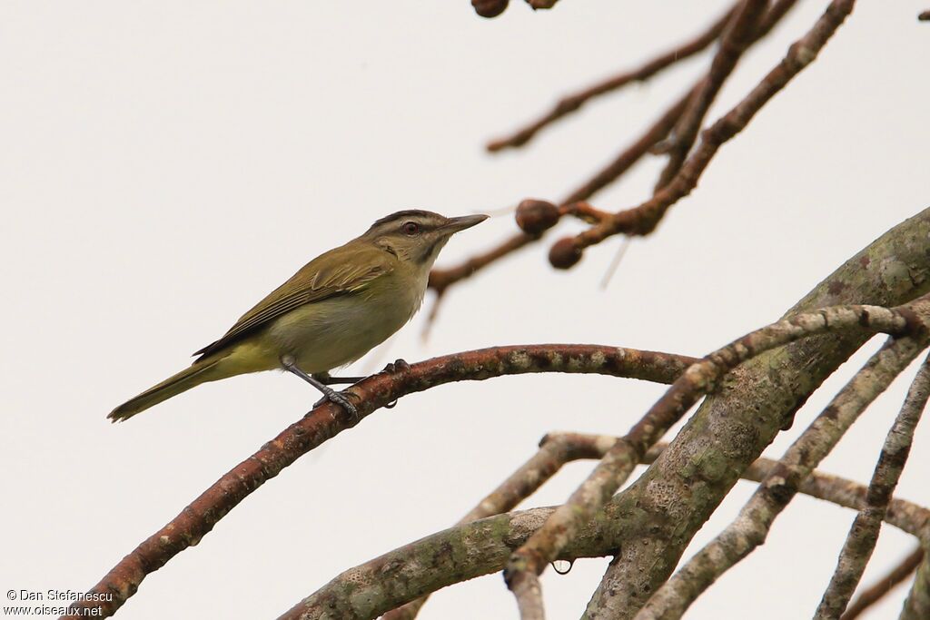 Black-whiskered Vireoadult