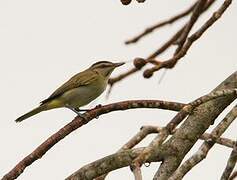 Black-whiskered Vireo