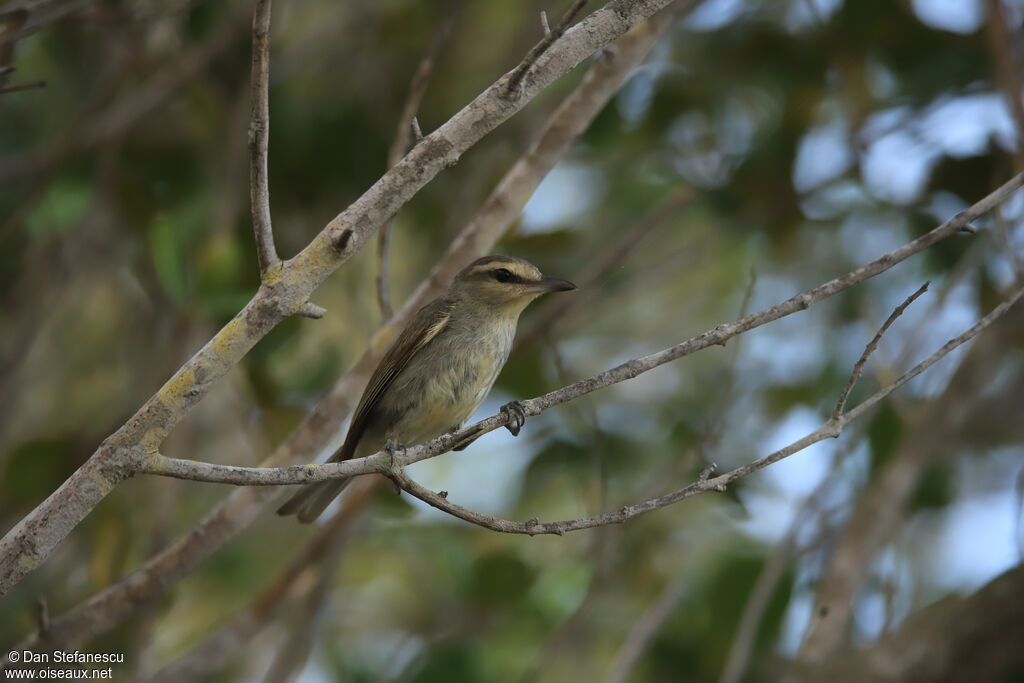 Yucatan Vireoadult