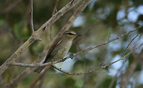 Yucatan Vireo