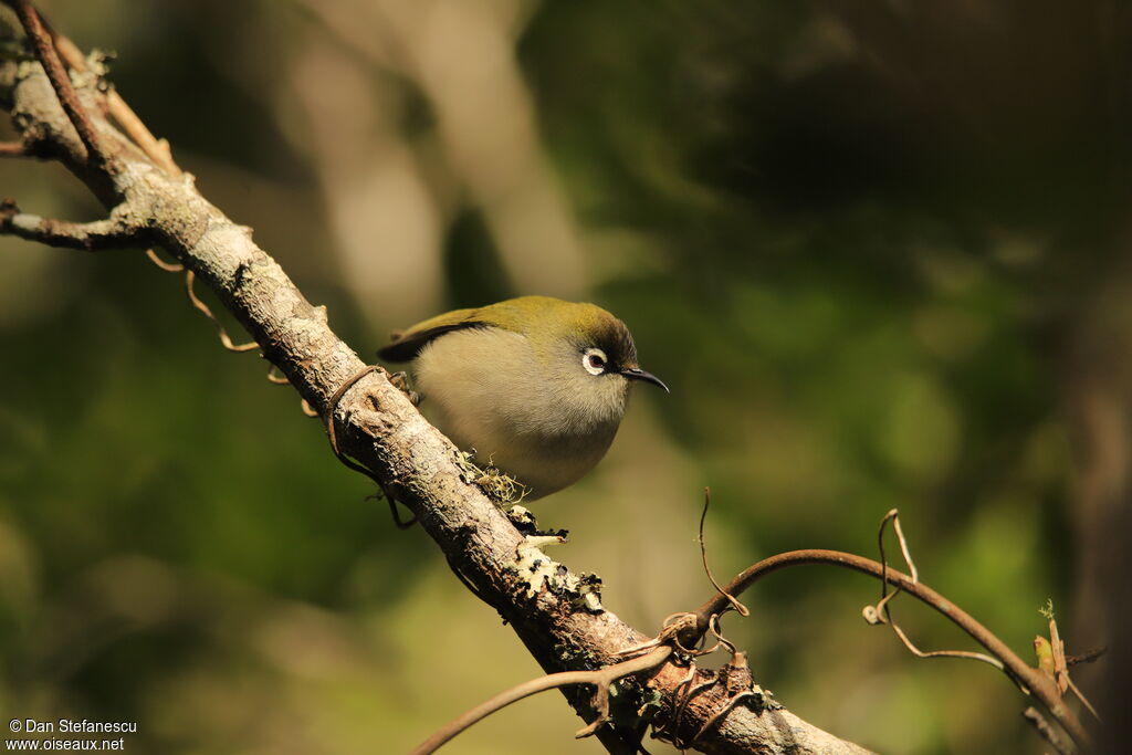 Reunion Olive White-eyeadult