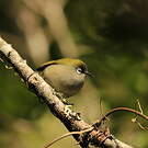 Zostérops de la Réunion