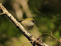 Zostérops de la Réunion