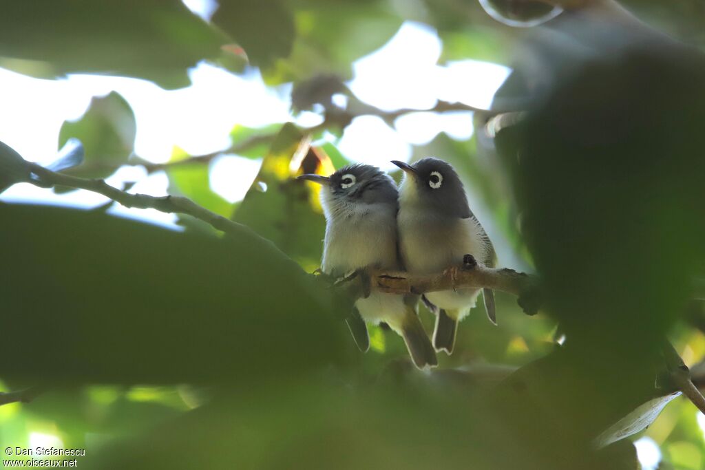 Mauritius Grey White-eyeadult