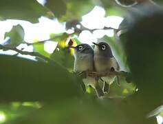 Mauritius Grey White-eye