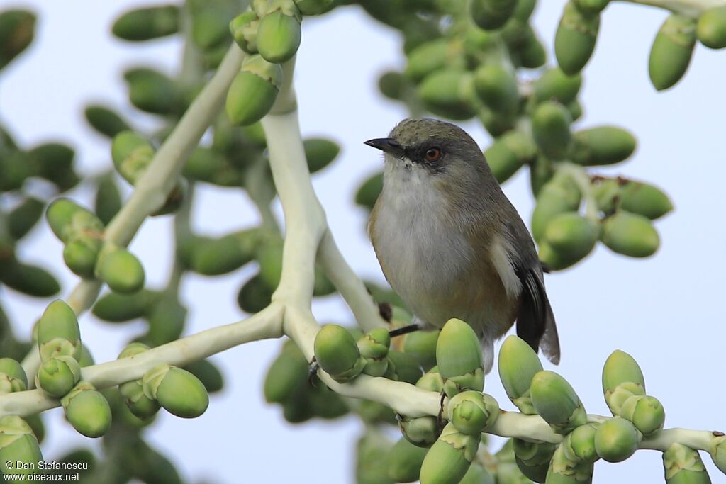 Reunion Grey White-eyeadult