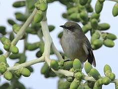 Reunion Grey White-eye