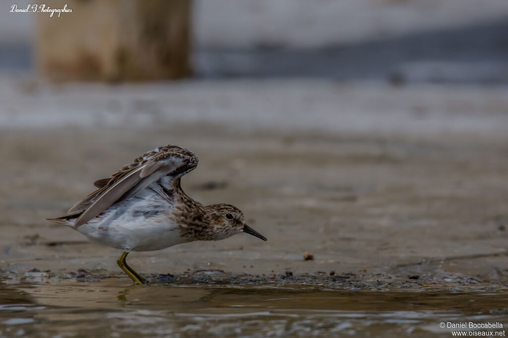 Least Sandpiperadult, Behaviour