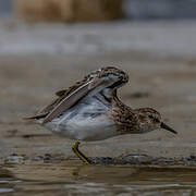 Least Sandpiper