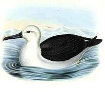 Atlantic Yellow-nosed Albatross