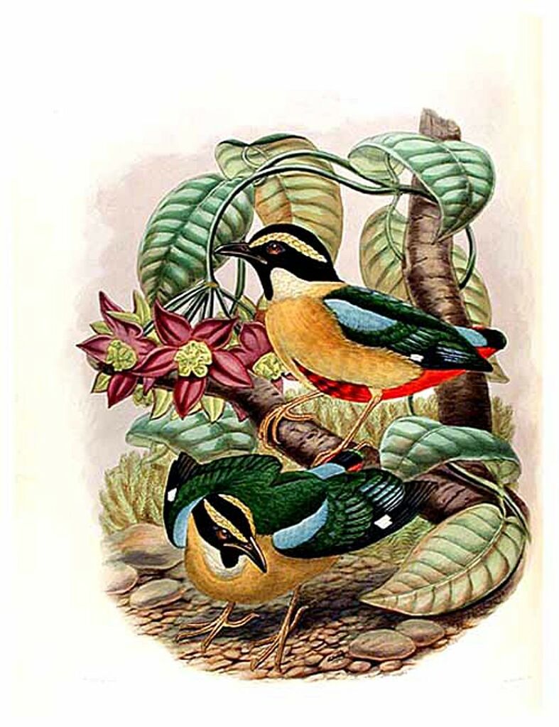 Elegant Pitta