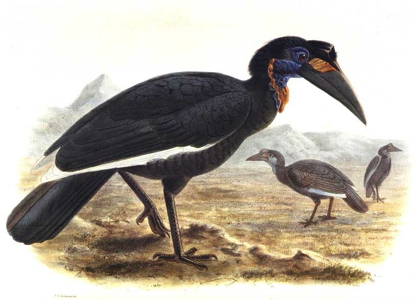 Abyssinian Ground Hornbill