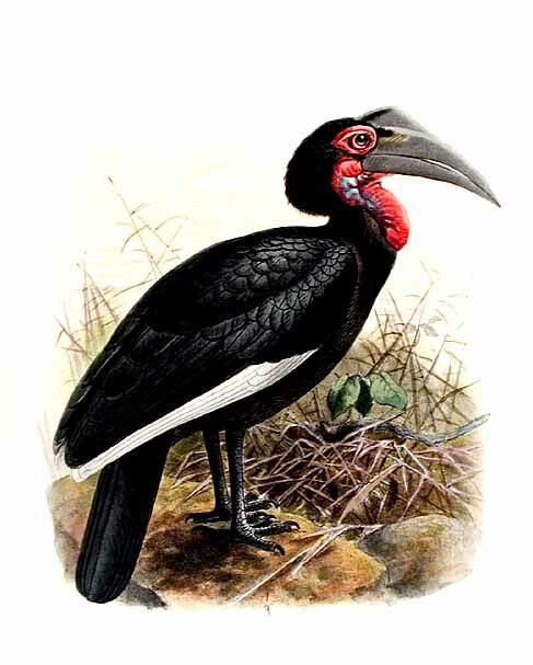 Southern Ground Hornbill