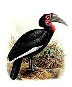 Southern Ground Hornbill