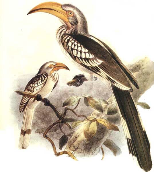 Eastern Yellow-billed Hornbill