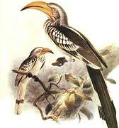 Eastern Yellow-billed Hornbill