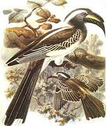 African Grey Hornbill