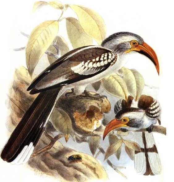 Northern Red-billed Hornbill