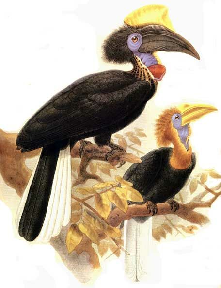 Yellow-casqued Hornbill