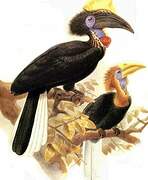 Yellow-casqued Hornbill