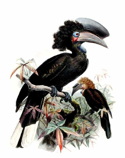 Black-casqued Hornbill