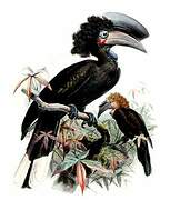 Black-casqued Hornbill