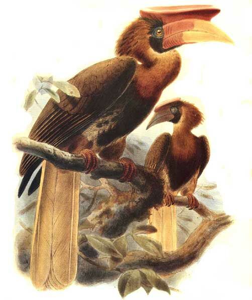 Rufous Hornbill