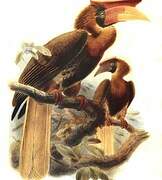 Rufous Hornbill