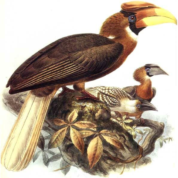 Rufous Hornbill