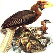 Rufous Hornbill