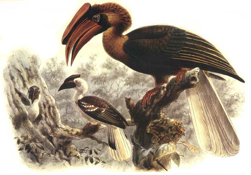 Rufous Hornbill