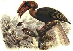 Rufous Hornbill