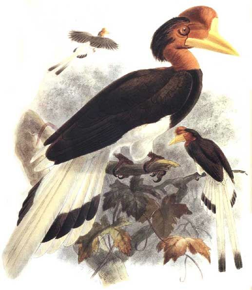 Helmeted Hornbill